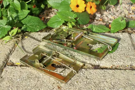 Hiirenloukku 11,8 x 6,3 cm - Jyrsijöiden karkottimet ja loukut - 6416556924020 - 2