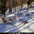 PNI Hunting 400C PRO 24MP Hunting Camera Kit sisältää kotelon ja turvahihnan - PNI tuotteet - 5949066546600 - 11