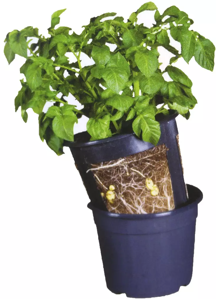 PotatoPot - Istutusastiat ja tarvikkeet - 5700002064400 - 1