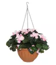 Begonia amppeli vaaleanpunainen - Pihakoristeet - 6410416317441 - 1