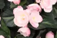 Begonia amppeli vaaleanpunainen - Pihakoristeet - 6410416317441 - 2