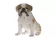 Bulldog 34 cm 4Living Garden - Pihakoristeet - 6410412994561 - 1