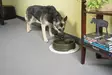 PetSafe Drinkwell Current lemmikin juomalähde, oliivi L 3.6L - Ruoka- ja juoma-astiat - TN-227001 - 5