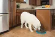 PetSafe Drinkwell Current lemmikin juomalähde, oliivi L 3.6L - Ruoka- ja juoma-astiat - TN-227001 - 4