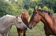 Ranch Farmer 6x6x3,7 m 900 g karjateltta - Pressutallit ja -hallit - 6438014189451 - 7