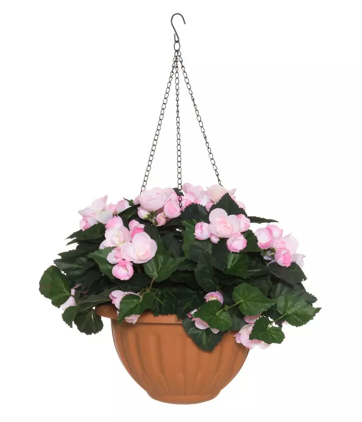 Begonia amppeli vaaleanpunainen - Pihakoristeet - 6410416317441 - 1