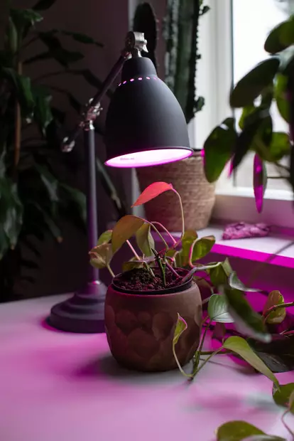 Kasvilamppu Airam led A60 E27 5W - Lamput ja loisteputket - 6435200235312 - 2