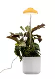 Kasvivalo Iris 5W-835 240lm USB keltainen - Lattia- ja pöytävalaisimet - 6435200292643 - 1