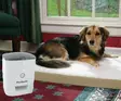PetSafe Train 'n Praise koiran palkitsemisautomaatti, valkoinen - Ruoka- ja juoma-astiat - 2NDC-190333 - 5