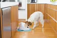PetSafe Drinkwell Platinum lemmikin juomalähde, valkoinen 5L - Ruoka- ja juoma-astiat - 2NDC-79844 - 4