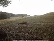 Riistakamera Gamo Denver 1080p kuvauskuva=20 - Riistakamerat - 5706751038594 - 9