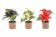 Joulut=C3=A4hti valolla 25 cm - Valokoristeet ja valohahmot - 6410412931245 - 1