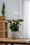 Kasvivalaisin Rose 10W-735 290lm USB - Lattia- ja pöytävalaisimet - 6435200292605 - 2