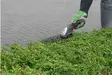 Ruoho-pensastrimmeri 7.2V Powerplus - Pensasleikkurit ja oksasahat - 5400338074455 - 2
