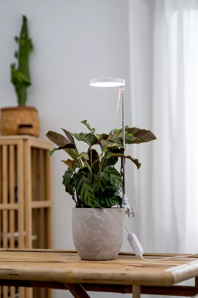 Kasvivalaisin Rose 10W-735 290lm USB - Lattia- ja pöytävalaisimet - 6435200292605 - 2