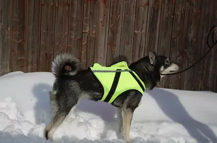 NordicDog Dina GPS-turvaliivi L - Koiran vaatteet - 6438014324746 - 2