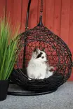 Riipputuoli lemmikille musta 66 cm - Pihakeinut ja riipputuolit - 6410416016436 - 6