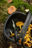 Sieniveitsi puinen Marjukka - Marjastus ja sienestys - 6410416069296 - 9