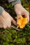 Sieniveitsi puinen Marjukka - Marjastus ja sienestys - 6410416069296 - 7