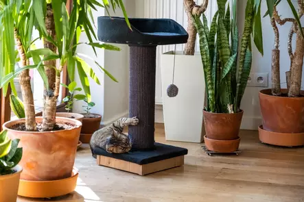 Ecomfy Alex kissan raapimatolppa pedillä musta 67,5cm - Kiipeilypuut ja raapimatolpat - 5905546338967 - 1