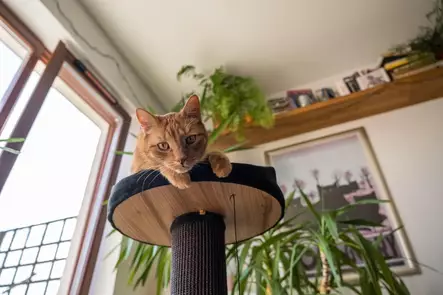 Ecomfy Alex kissan raapimatolppa pedillä musta 67,5cm - Kiipeilypuut ja raapimatolpat - 5905546338967 - 2