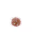 Kissan lelu 10 kpl=20 - Sisustus - 6410416000947 - 6