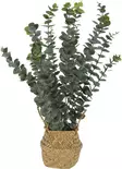 Tekokasvi Eucalyptus korissa=20 - Tekokasvit ja tekokukat - 8720573124287 - 1