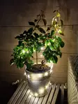 Valovaijeri 20 led IP44 - Koristevalot - 8719202586237 - 1