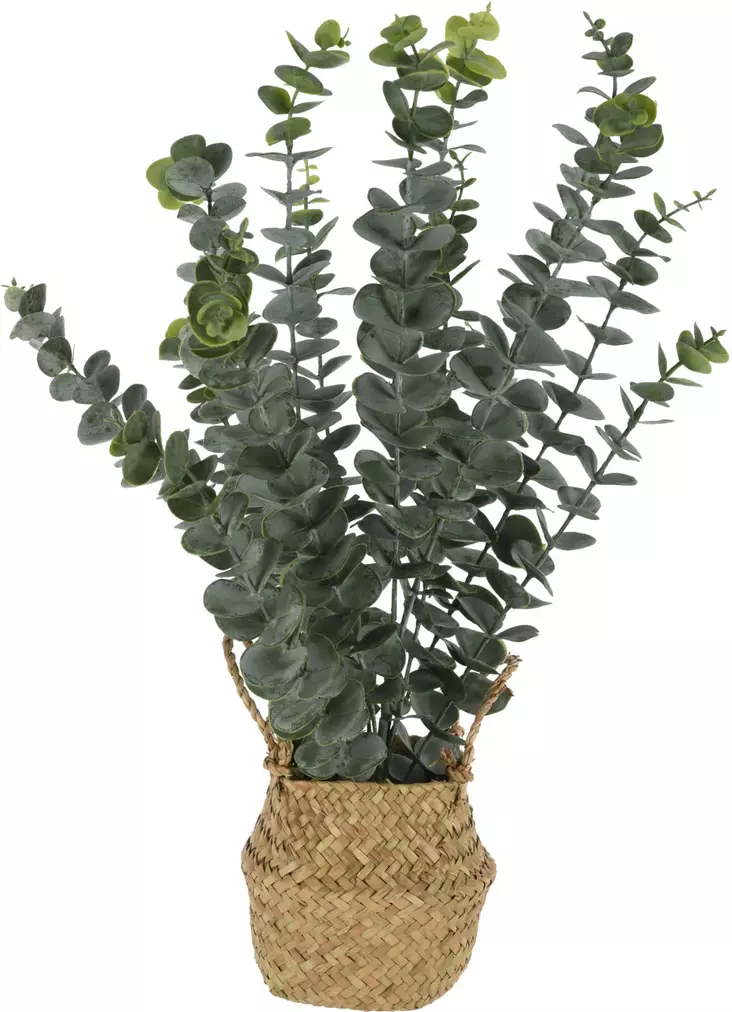 Tekokasvi Eucalyptus korissa=20 - Tekokasvit ja tekokukat - 8720573124287 - 1