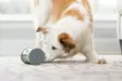 PetSafe koiran liikkuva aktivointilelu namipiilo sisäkäyttöön, harmaa - Koiran lelut - TN-227008 - 6
