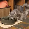 Petsafe Drinkwell Current Pet Fountain Juoma-automaatti, Oliivi - Ruoka- ja juoma-astiat - 2NDC-210668 - 3