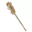 Jänönhäntä 65 cm Natur - Koristeet, koriste-esineet - 8720573735919 - 1