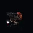 Yövalo Troika Eggtivate - Yövalot - 4024023050169 - 6