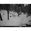 PNI Hunting 400C PRO 24MP metsästyskamera, jossa 4G LTE Internet, GPS, lähettää samanaikaisesti videota ja valokuvaa puhelimeen, 4 sähköpostia, FTP, Full HD 1080P, Night Vision, 59 näkymätöntä LEDiä e - PNI tuotteet - 5949066528019 - 5