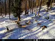 PNI Hunting 400C PRO 24MP metsästyskamera, jossa 4G LTE Internet, GPS, lähettää samanaikaisesti videota ja valokuvaa puhelimeen, 4 sähköpostia, FTP, Full HD 1080P, Night Vision, 59 näkymätöntä LEDiä e - PNI tuotteet - 5949066528019 - 22
