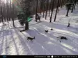 PNI Hunting 400C PRO 24MP metsästyskamera, jossa 4G LTE Internet, GPS, lähettää samanaikaisesti videota ja valokuvaa puhelimeen, 4 sähköpostia, FTP, Full HD 1080P, Night Vision, 59 näkymätöntä LEDiä e - PNI tuotteet - 5949066528019 - 24
